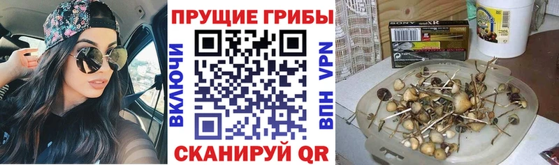 Галлюциногенные грибы Magic Shrooms  купить наркотики сайты  Дзержинск 